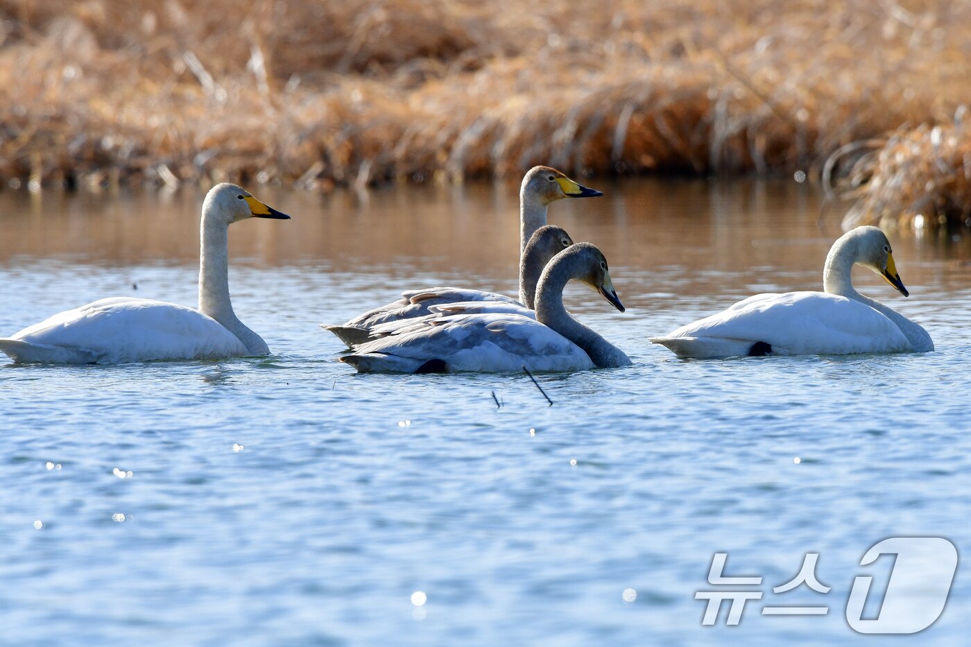 본문 이미지 - 22일 오후 경북 포항시 북구 흥해읍 곡강생태하천에서 천연기념물 201호 큰고니들이 줄지어 이동하고 있다. 2025.2.22/뉴스1 ⓒ News1 최창호 기자