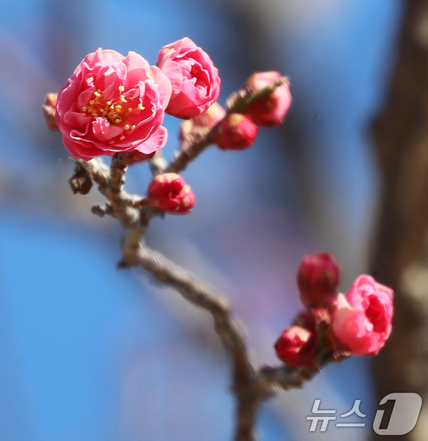 (부산=뉴스1) 윤일지 기자 = 꽃샘추위가 이어진 24일 부산 남구 유엔기념공원에서 홍매화가 꽃망울을 터뜨려 눈길을 끌고 있다. 2025.2.24/뉴스1