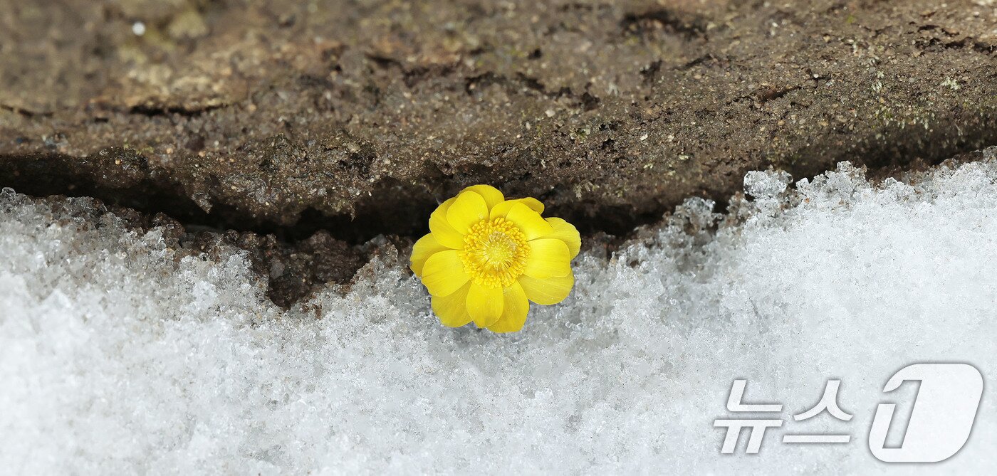 본문 이미지 - 포근한 날씨를 보인 25일 경남 함양군 병곡면 대봉산휴양밸리에서 복수초가 쌓인 눈을 비집고 노란 꽃망울을 터뜨리고 있다. &#40;함양군 김용만 제공. 재판매 및 DB 금지&#41; 2025.2.25/뉴스1
