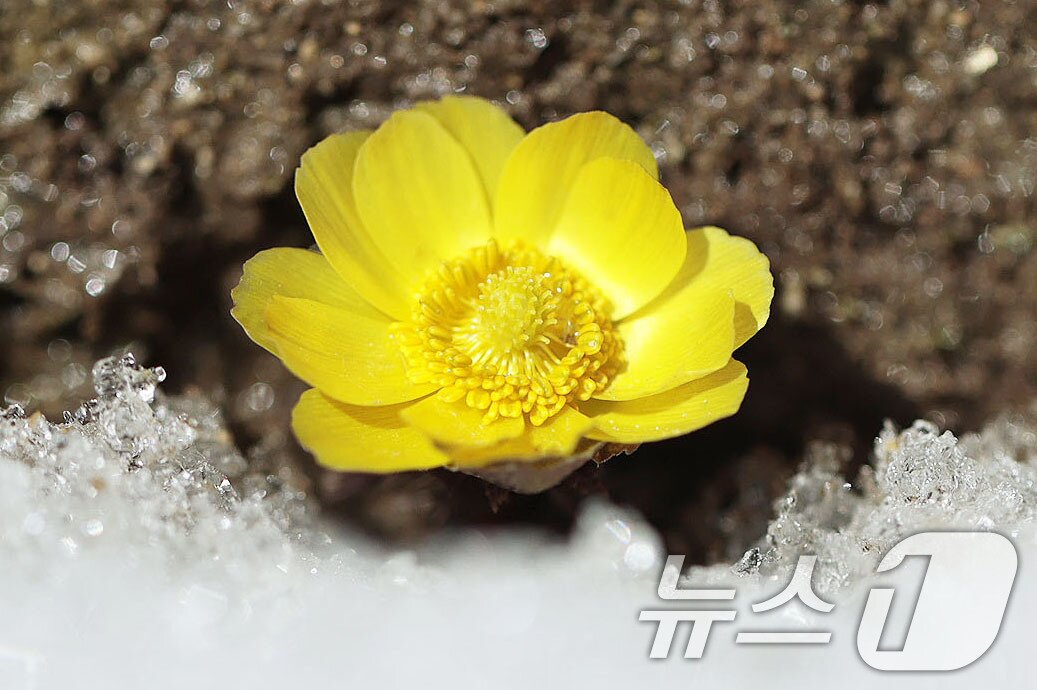 본문 이미지 - 포근한 날씨를 보인 25일 경남 함양군 병곡면 대봉산휴양밸리에서 복수초가 쌓인 눈을 비집고 노란 꽃망울을 터뜨리고 있다. &#40;함양군 김용만 제공. 재판매 및 DB 금지&#41; 2025.2.25/뉴스1