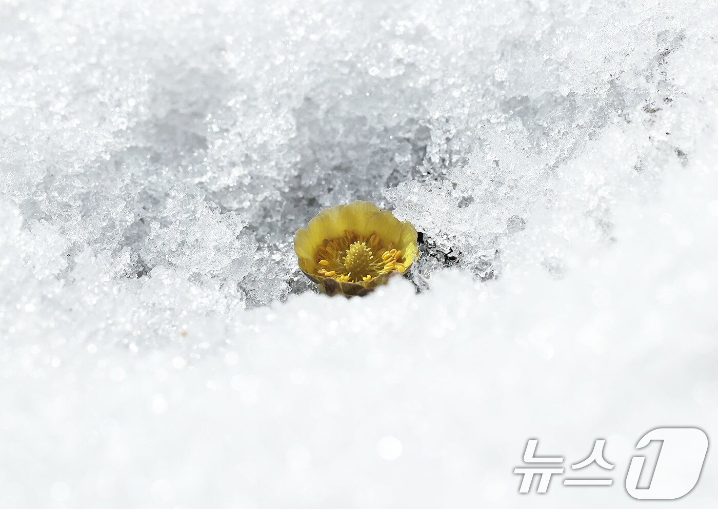 본문 이미지 - 포근한 날씨를 보인 25일 경남 함양군 병곡면 대봉산휴양밸리에서 복수초가 쌓인 눈을 비집고 노란 꽃망울을 터뜨리고 있다. &#40;함양군 김용만 제공. 재판매 및 DB 금지&#41; 2025.2.25/뉴스1