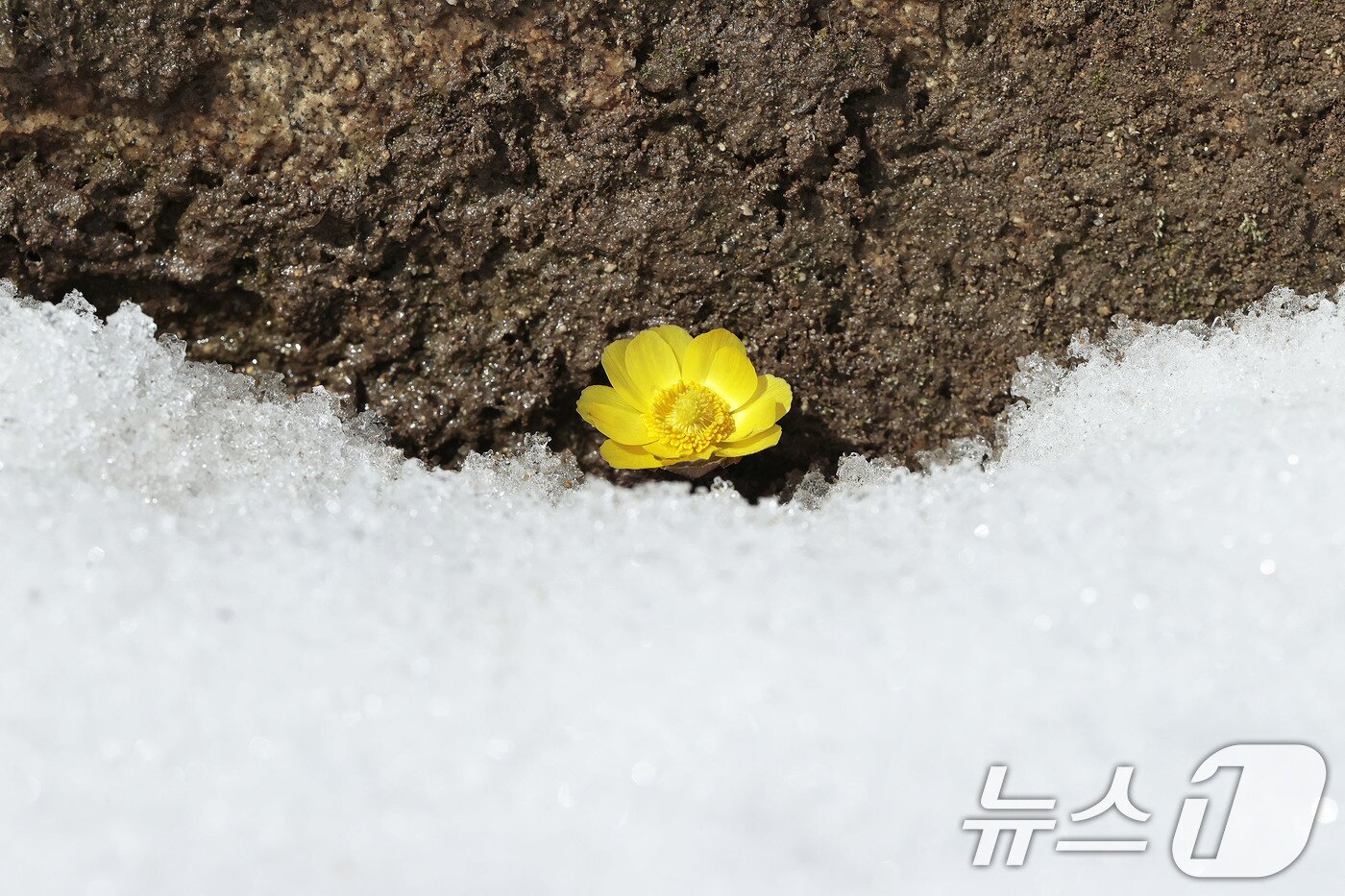 본문 이미지 - 포근한 날씨를 보인 25일 경남 함양군 병곡면 대봉산휴양밸리에서 복수초가 쌓인 눈을 비집고 노란 꽃망울을 터뜨리고 있다. &#40;함양군 김용만 제공. 재판매 및 DB 금지&#41; 2025.2.25/뉴스1