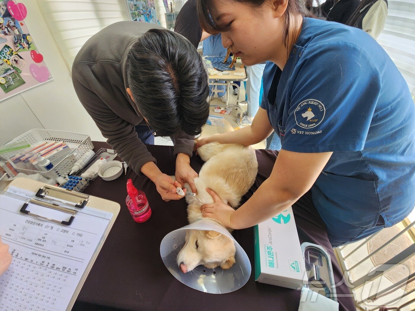 본문 이미지 - 이날 도그어스플래닛 보호동물들은 유한양행에서 후원한 관절강 주사제 애니콘주도 맞았다. ⓒ 뉴스1 한송아 기자