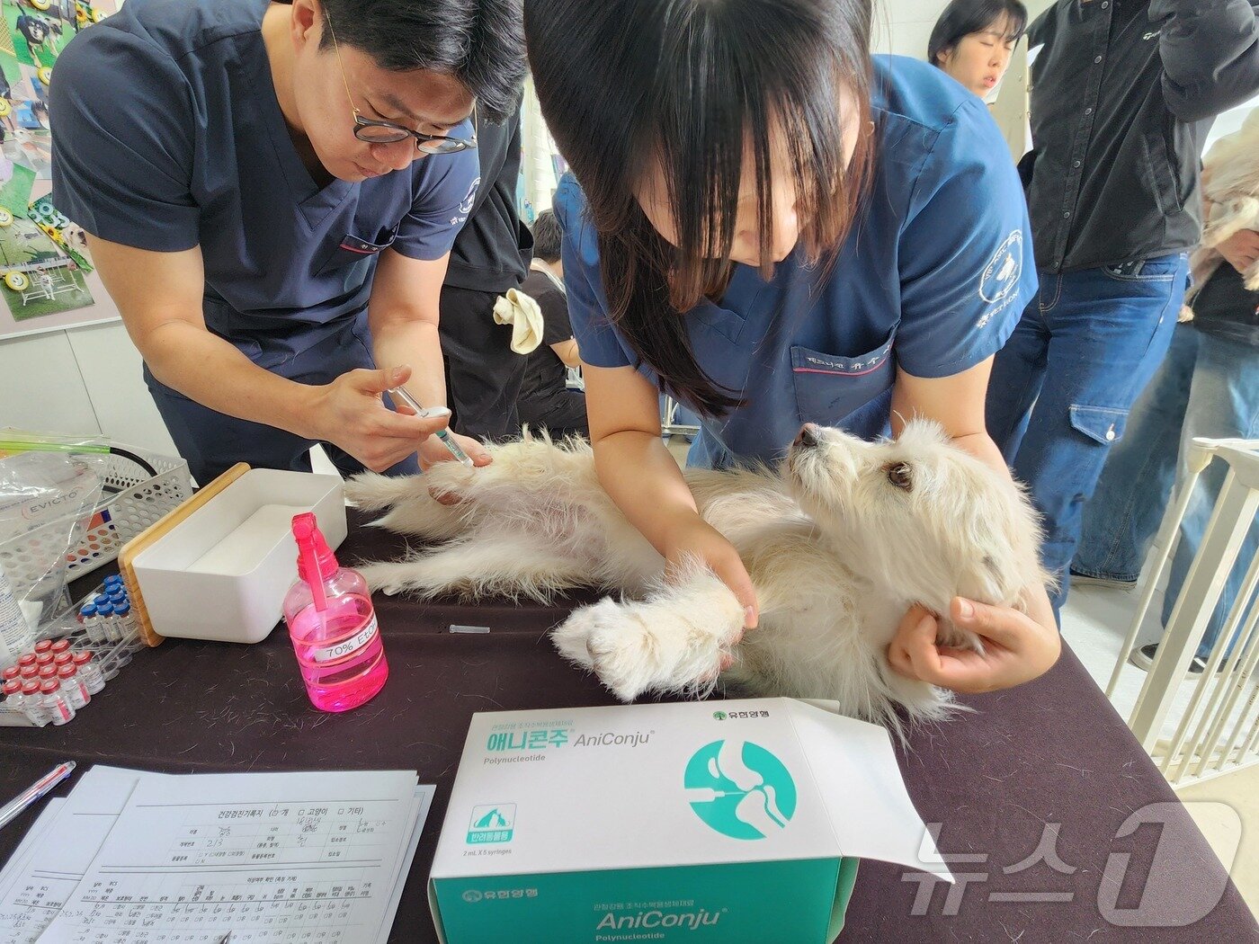 본문 이미지 - 이날 도그어스플래닛 보호동물들은 유한양행에서 후원한 관절강 주사제 애니콘주도 맞았다. ⓒ 뉴스1 한송아 기자