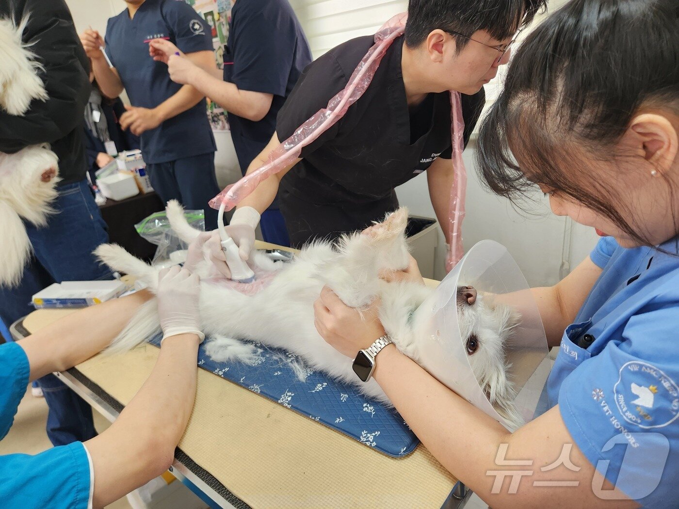 본문 이미지 - 장진원 VIP동물의료센터 동대문점 원장이 흰둥이의 초음파 검사를 하고 있다. ⓒ 뉴스1 한송아 기자