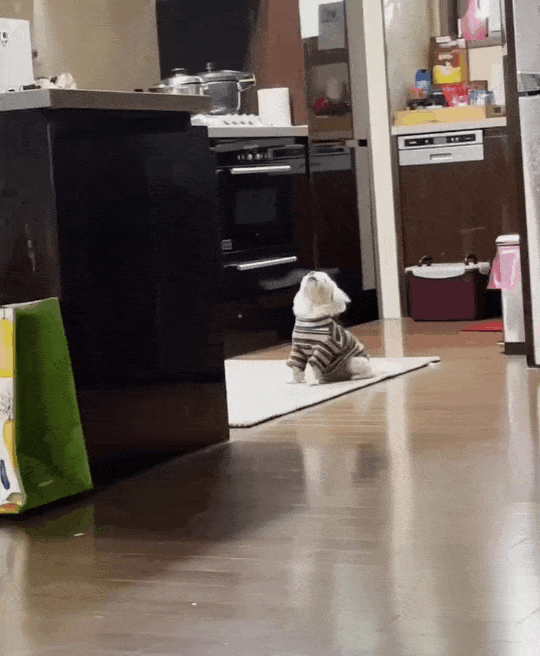 본문 이미지 - 눈이 멀자 엄마가 늘 서있던 부엌 자리를 쳐다보고 있는 반려견 설탕이 (인스타그램 @mysugar_angel 최은채 씨 제공) ⓒ 뉴스1