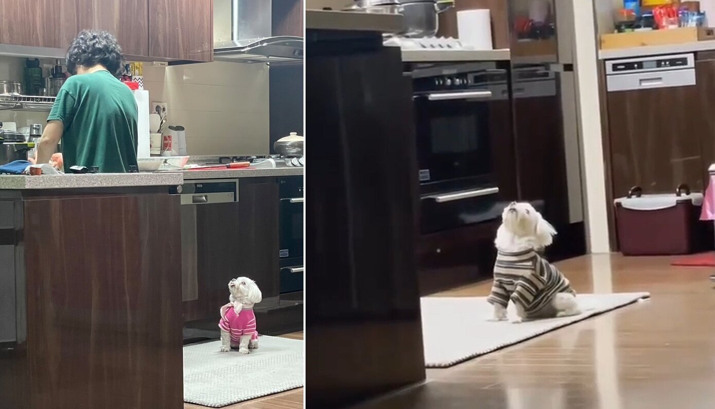 본문 이미지 - 눈이 멀자 엄마가 늘 서있던 부엌 자리를 쳐다보고 있는 반려견 설탕이 (최은채 씨 제공) ⓒ 뉴스1