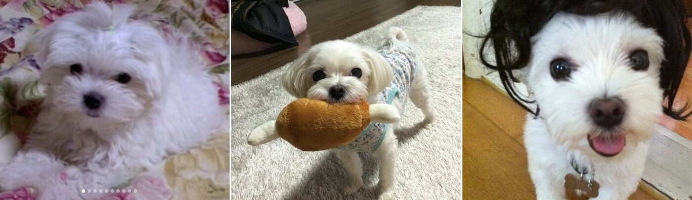 본문 이미지 - 최 씨가 인스타그램에 올린 설탕이의 기록 (최은채 씨 제공) ⓒ 뉴스1