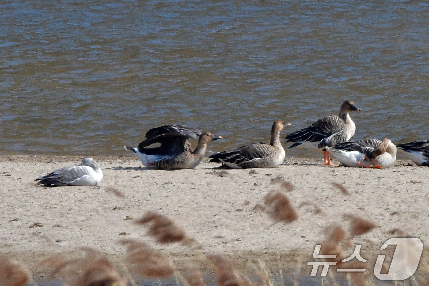 본문 이미지 - 26일 오후 경북 경주시 강동면 형산강에서 흰색 쇠기러기(왼쪽) 한마리가 큰기러기 무리 옆에서 잠자고 있다. 2025.2.26/뉴스1 ⓒ News1 최창호 기자