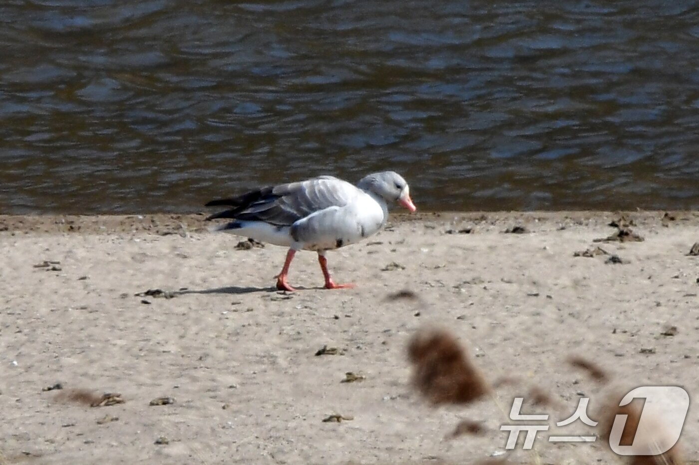 본문 이미지 - 26일 오후 경북 경주시 강동면 형산강에서 흰색 쇠기러기 한마리가 큰기러기 걸어다니고 있다. 2025.2.26/뉴스1 ⓒ News1 최창호 기자