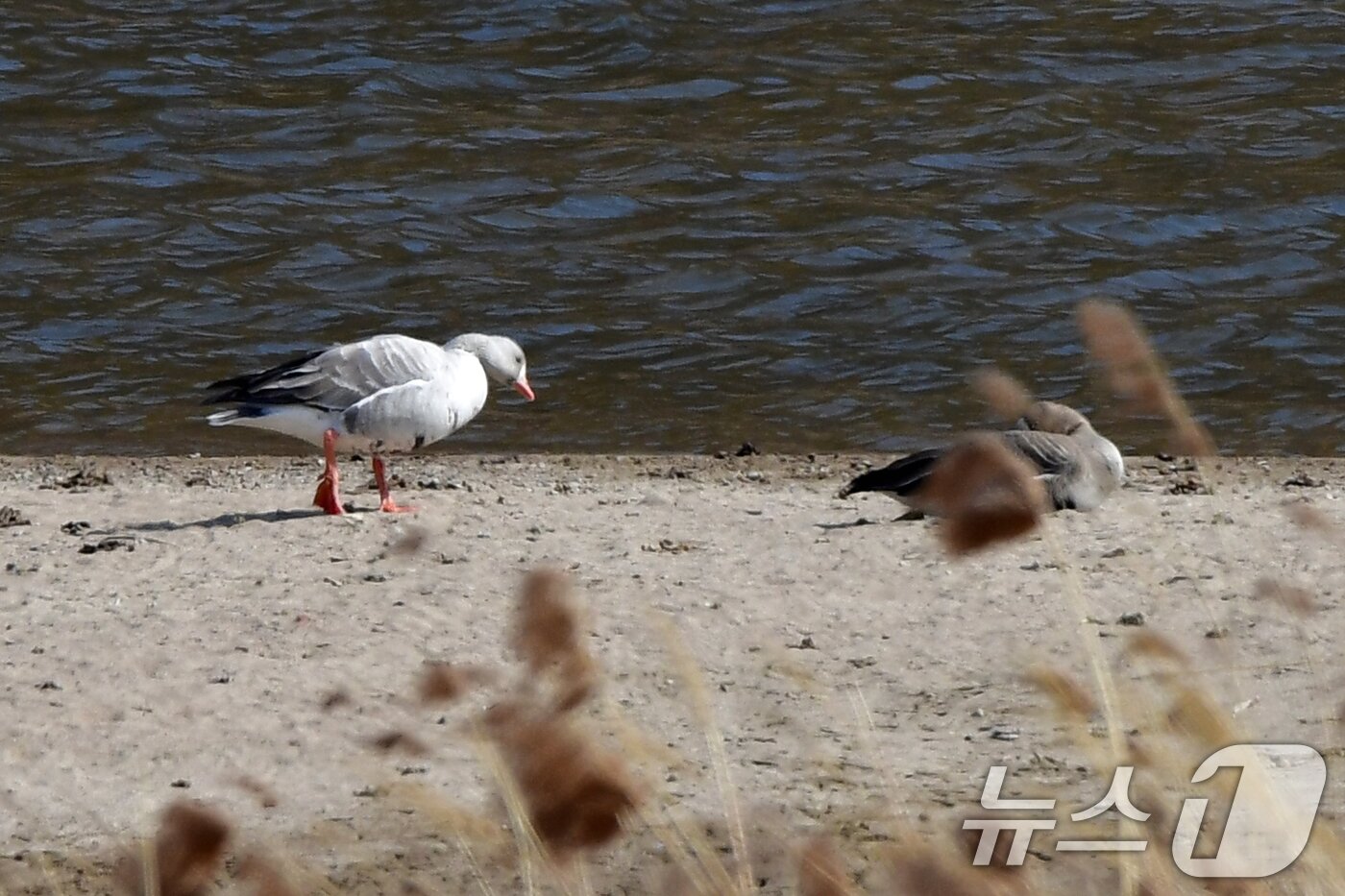 본문 이미지 - 26일 오후 경북 경주시 강동면 형산강에서 흰색 쇠기러기 1마리가 발견됐다.2025.2.26/뉴스1 ⓒ News1 최창호 기자
