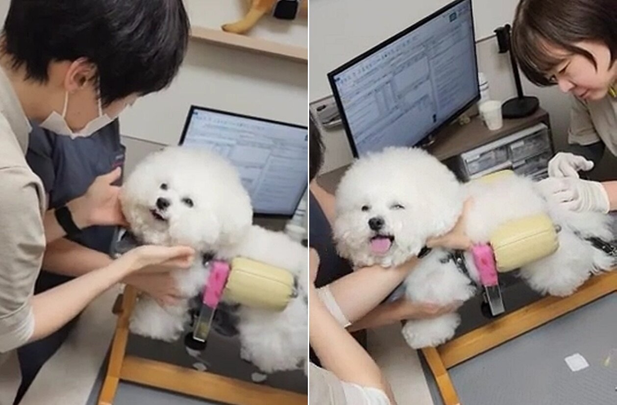 본문 이미지 - 멍플루언서 &#39;뽀대&#39;가 의료진의 다정한 보살핌 속에서 밝은 모습으로 관절주사를 맞고 있다. &#40;인스타그램 cute.bbo.bbo 제공&#41; ⓒ 뉴스1