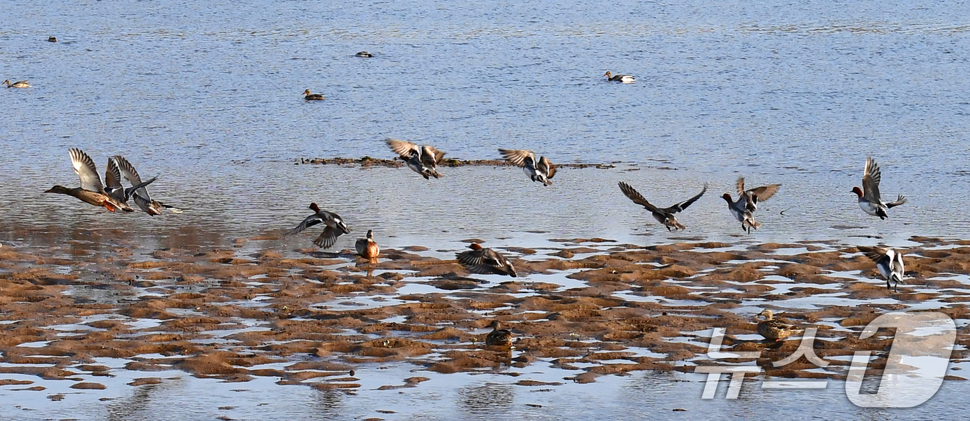 (포항=뉴스1) 최창호 기자 = 27일 경북 포항시 남구 연일읍 형산강에서 철새들이 날아 오르고 있다. 2025.2.27/뉴스1