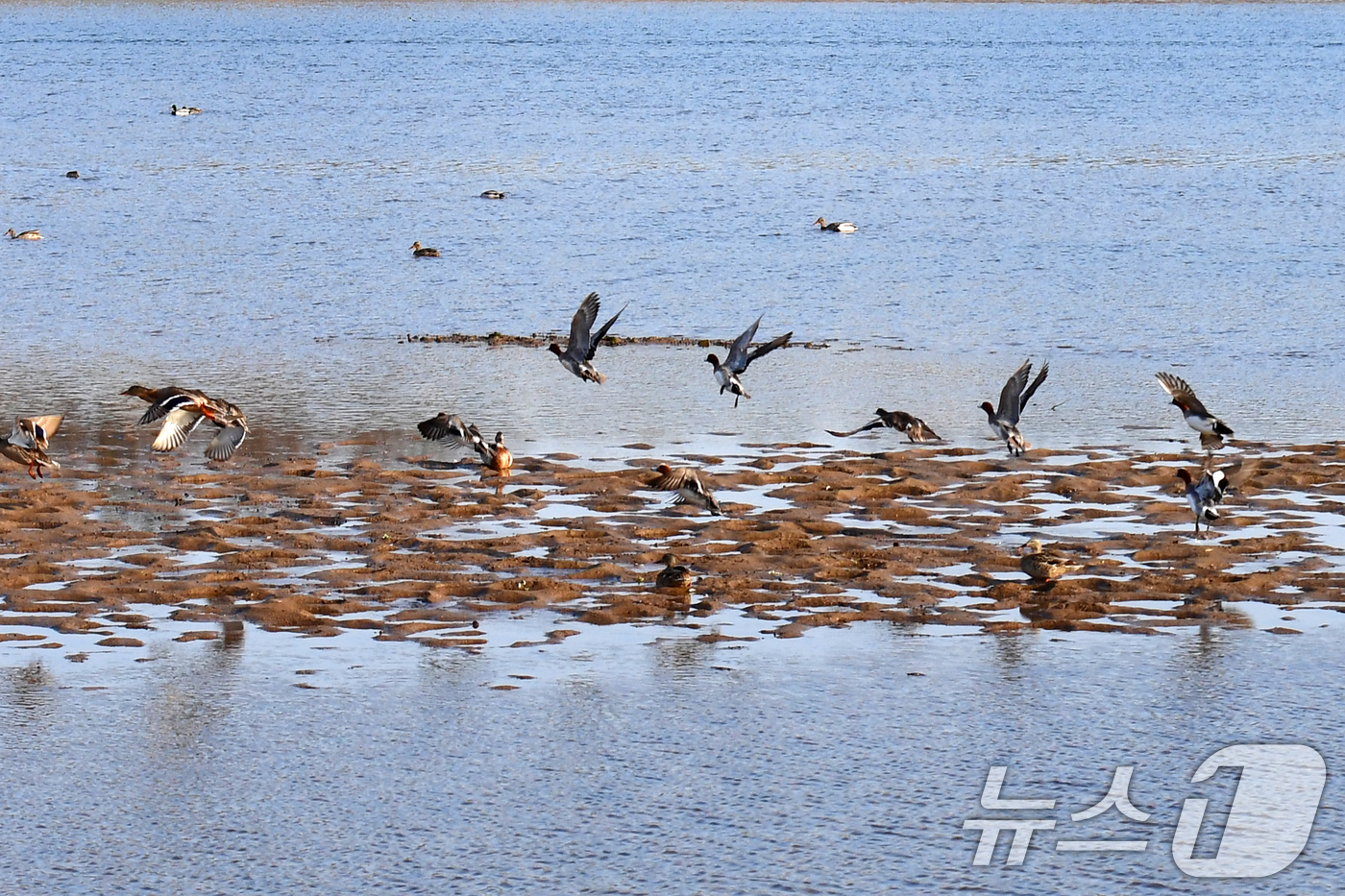 (포항=뉴스1) 최창호 기자 = 27일 경북 포항시 남구 연일읍 형산강에서 철새들이 날아 오르고 있다. 2025.2.27/뉴스1