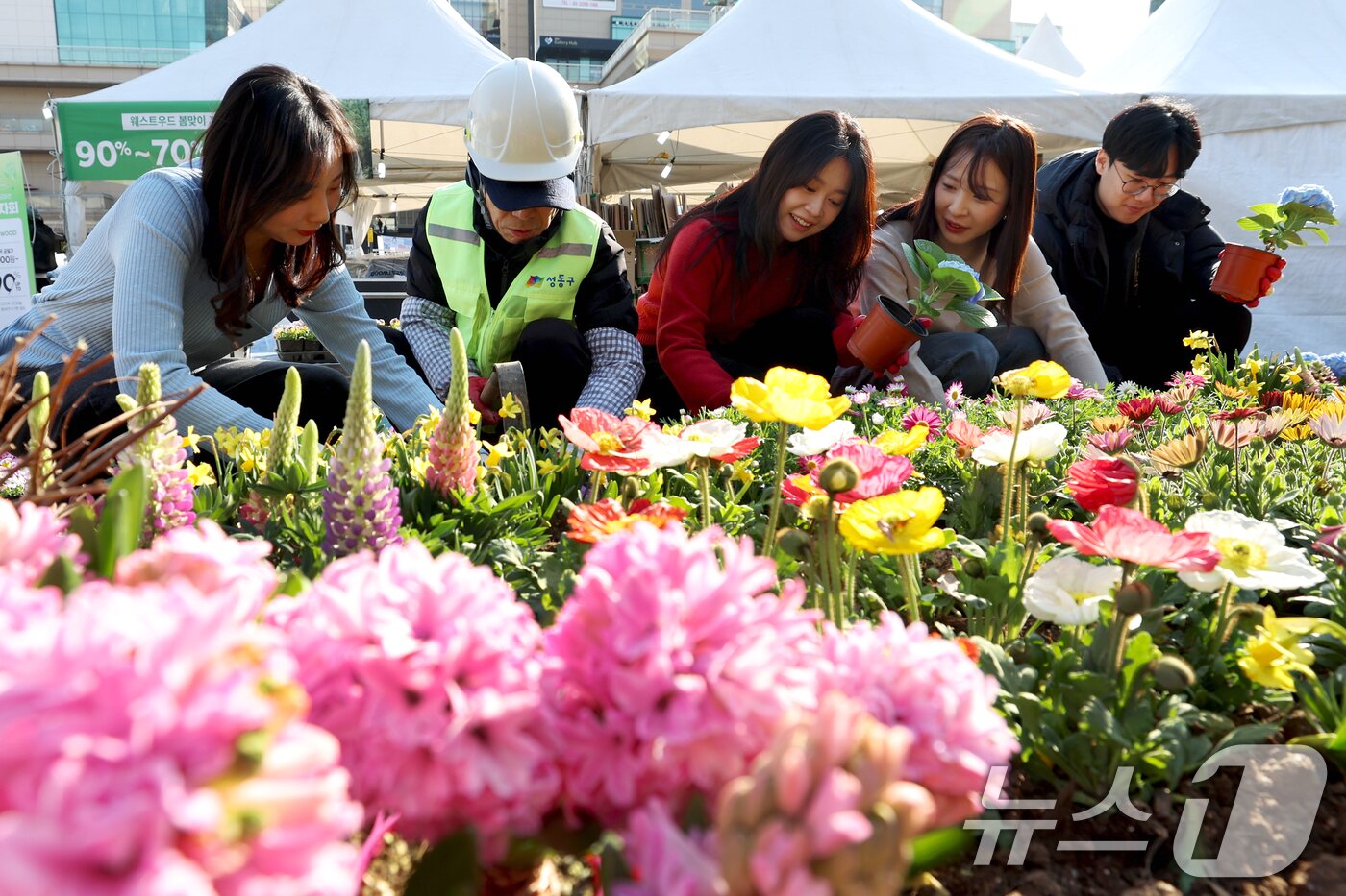 본문 이미지 - 서울 성동구청 공원녹지과 직원들이 27일 오전 서울 성동구 왕십리광장에서 봄을 맞아 꽃 식재 작업을 하고 있다. &#40;성동구청 제공. 재판매 및 DB 금지&#41; 2025.2.27/뉴스1