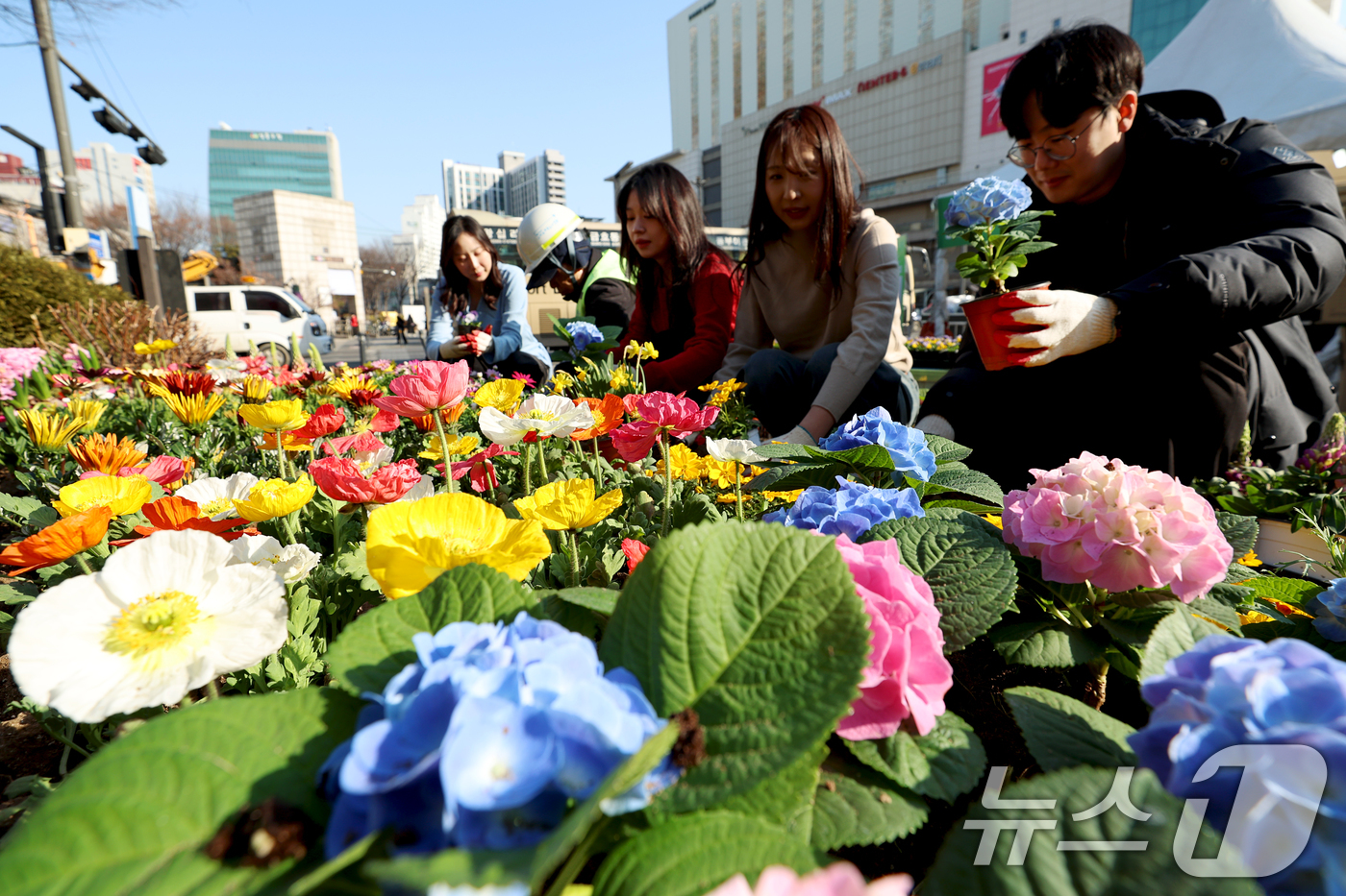 (서울=뉴스1) = 서울 성동구청 공원녹지과 직원들이 27일 오전 서울 성동구 왕십리광장에서 봄을 맞아 꽃 식재 작업을 하고 있다. (성동구청 제공. 재판매 및 DB 금지) 202 …