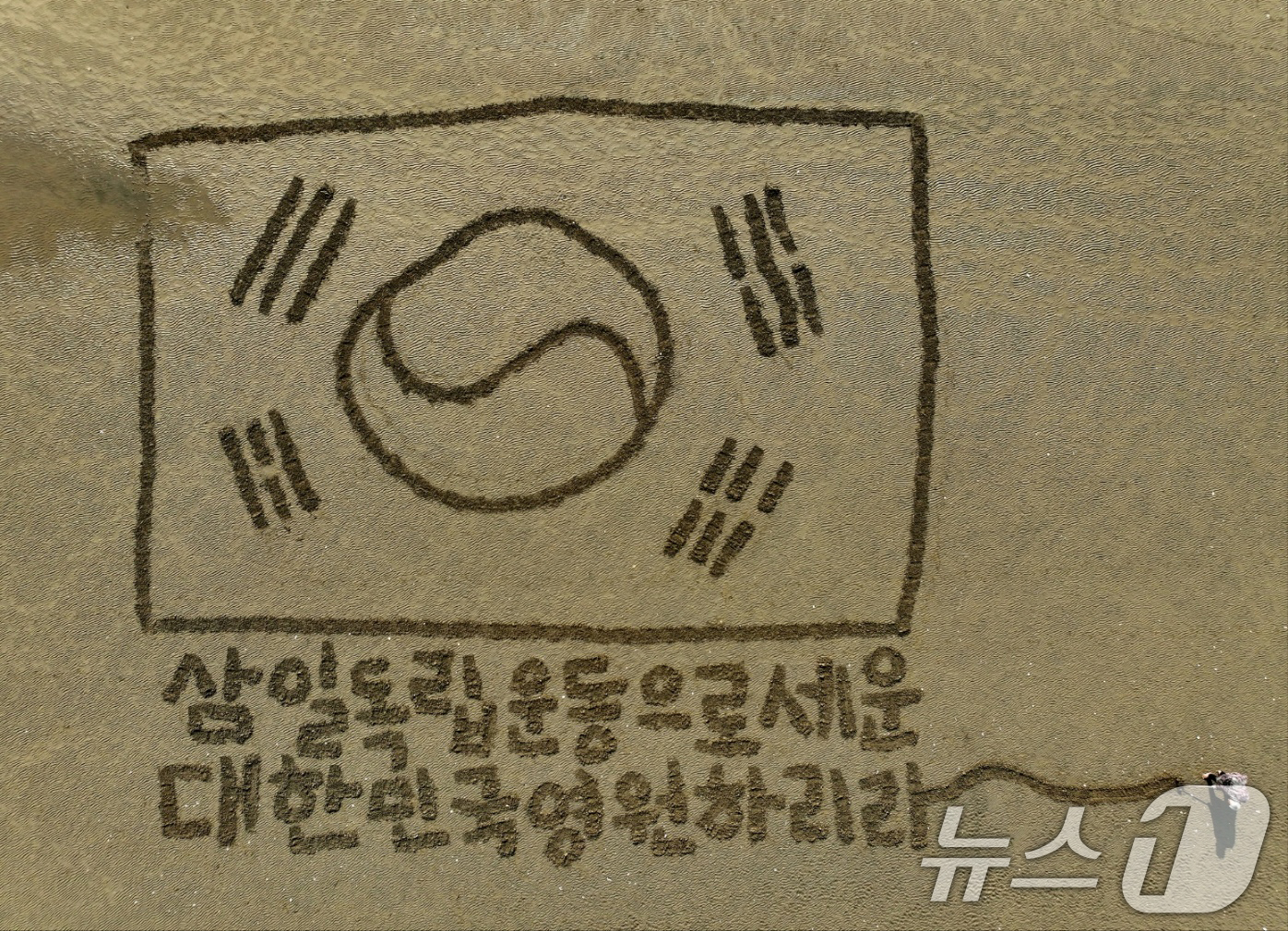 (포항=뉴스1) 최창호 기자 = 서예가 김동욱 씨가 27일 경북 포항시 송도해수욕장 백사장에서 3.1절을 맞아 가로 31m, 세로 20.3m 크기의 대형 태극기 퍼포먼스를 하고 있 …