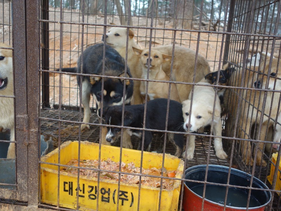 본문 이미지 - 개식용종식법의 유예기간을 1년 더 연장하는 개정안이 발의되면서 동물단체가 강력히 반발하고 나섰다. (동물자유연대 제공) ⓒ 뉴스1