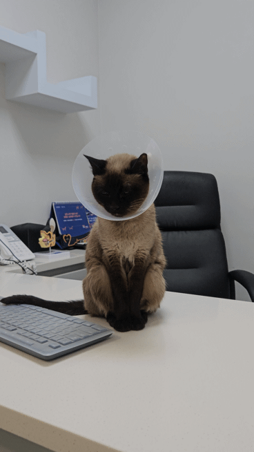 본문 이미지 - 동물병원 진료대 위에서 조는 고양이 ⓒ 뉴스1