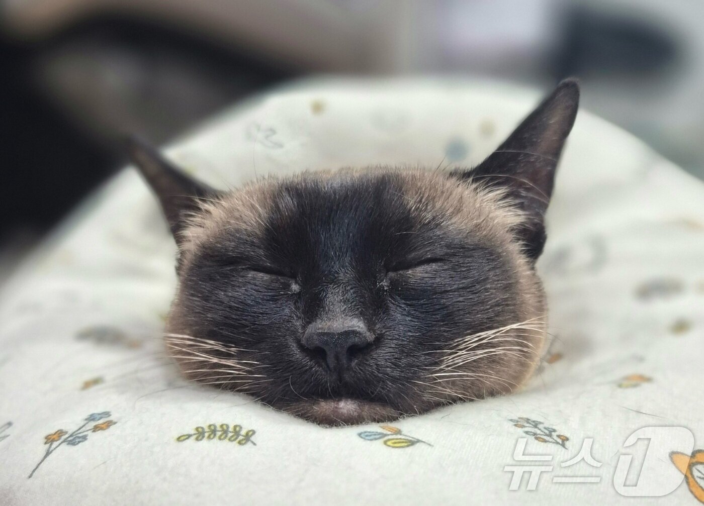 본문 이미지 - 조는 고양이&#40;광명24아이디동물의료센터 제공&#41; ⓒ 뉴스1