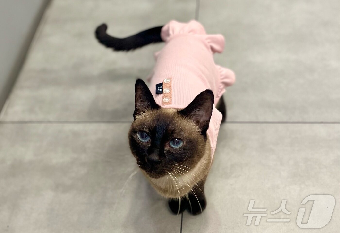 본문 이미지 - 고양이 묘미&#40;아이디동물의료센터 제공&#41; ⓒ 뉴스1