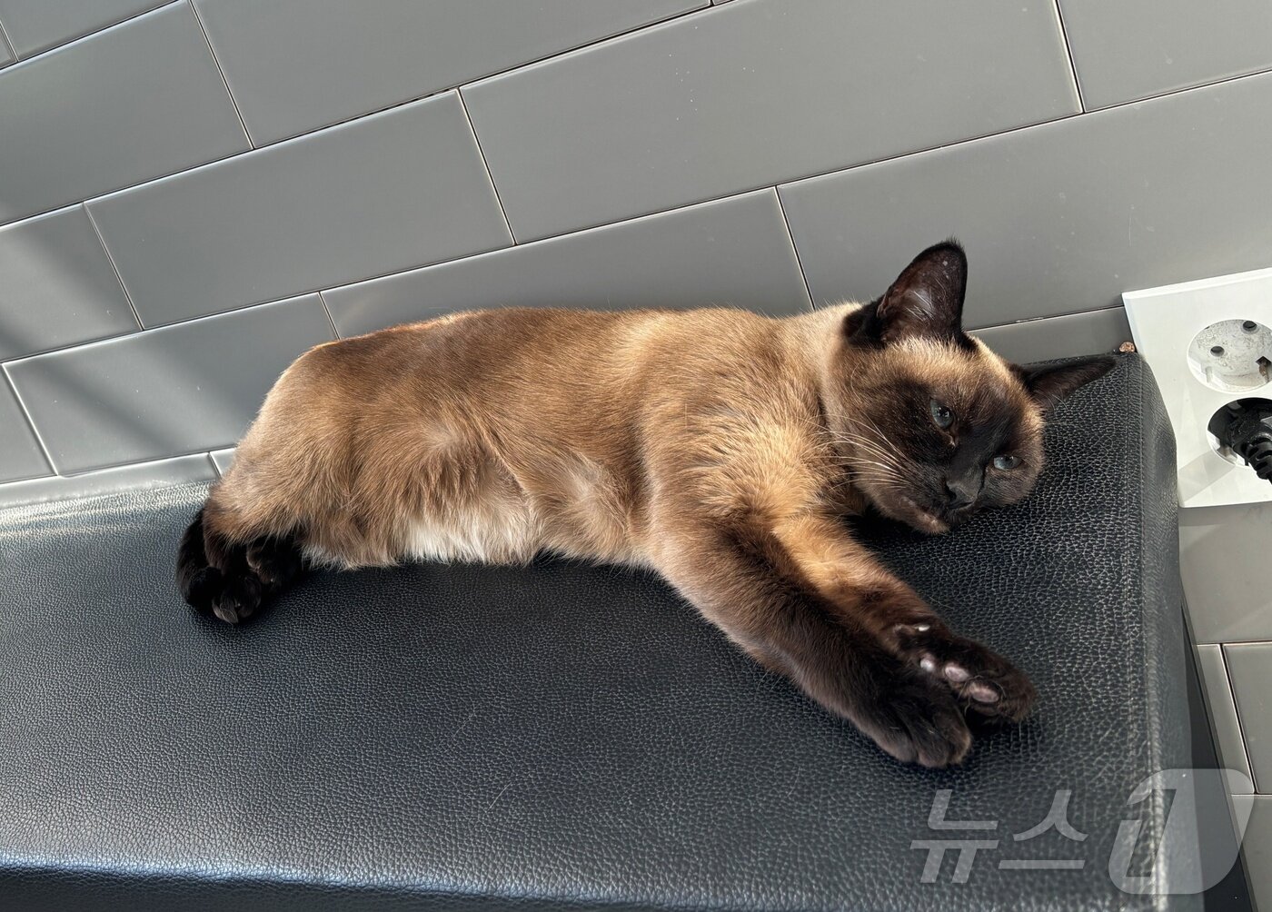 본문 이미지 - 고양이 묘미&#40;아이디동물의료센터 제공&#41; ⓒ 뉴스1