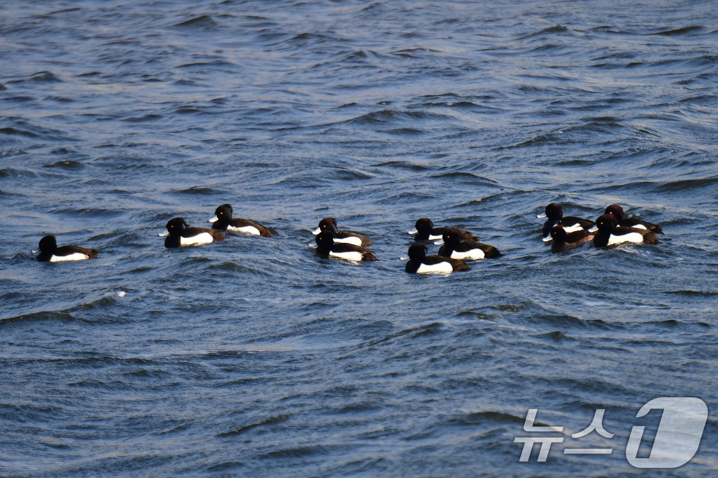 (포항=뉴스1) 최창호 기자 = 절기상 입춘인 3일 경북 포항시 남구 형산강에서 겨울새인 댕기흰죽지들이 무리지어 다니고 있다. 2025.2.23/뉴스1