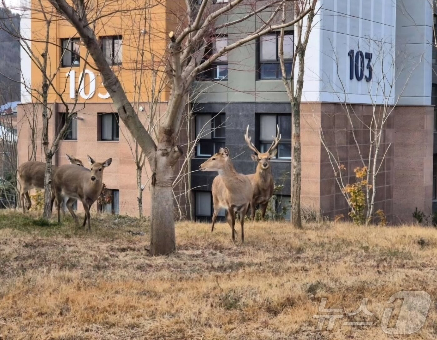 본문 이미지 - 전남 순천시 한 아파트 단지에서 포착된 꽃사슴떼.&#40;온라인 커뮤니티 갈무리&#41;.2025.2.3/뉴스1