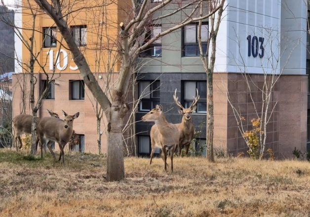 광명 사슴농장서 사슴 5마리 탈출…"야간 수색 계속"(종합)