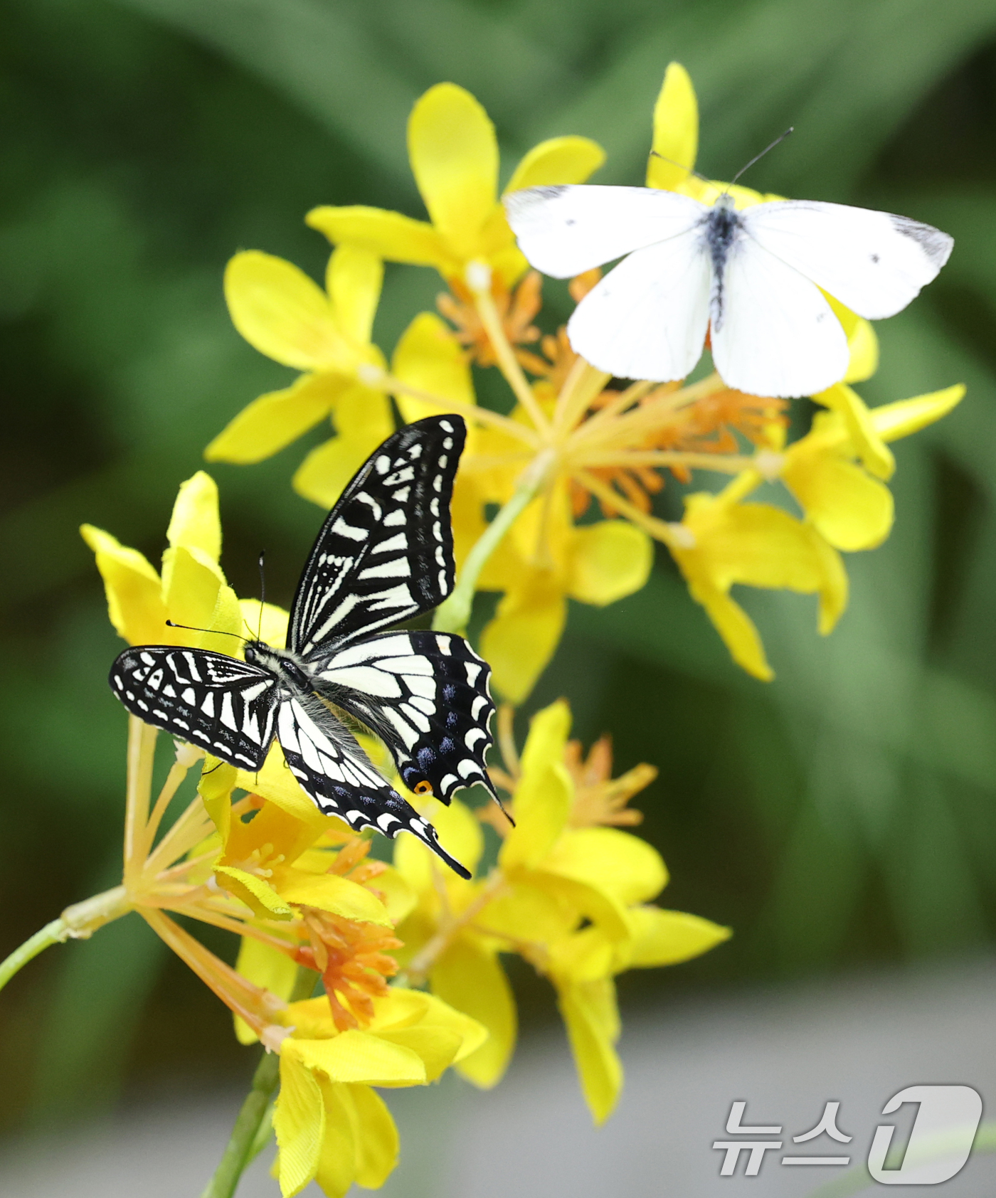 (용인=뉴스1) 김영운 기자 = 절기상 입춘(立春)인 3일 경기 용인시 처인구 에버랜드 '나비의 꿈꾸는 정원'에서 나비가 날아다니고 있다. 2025.2.3/뉴스1