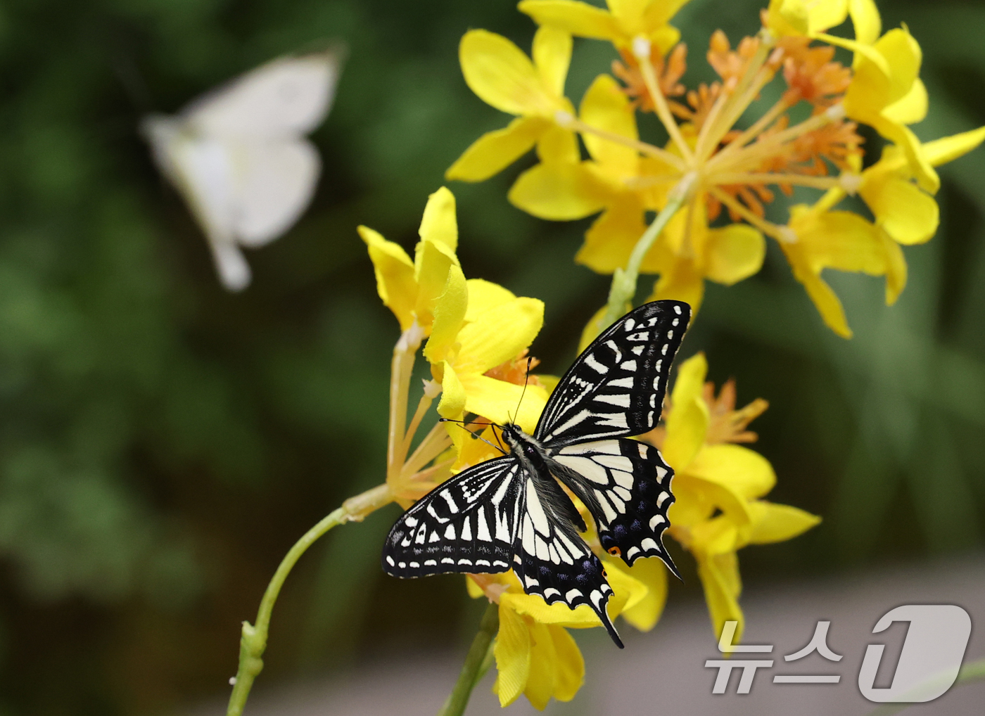 (용인=뉴스1) 김영운 기자 = 절기상 입춘(立春)인 3일 경기 용인시 처인구 에버랜드 '나비의 꿈꾸는 정원'에서 나비가 날아다니고 있다. 2025.2.3/뉴스1