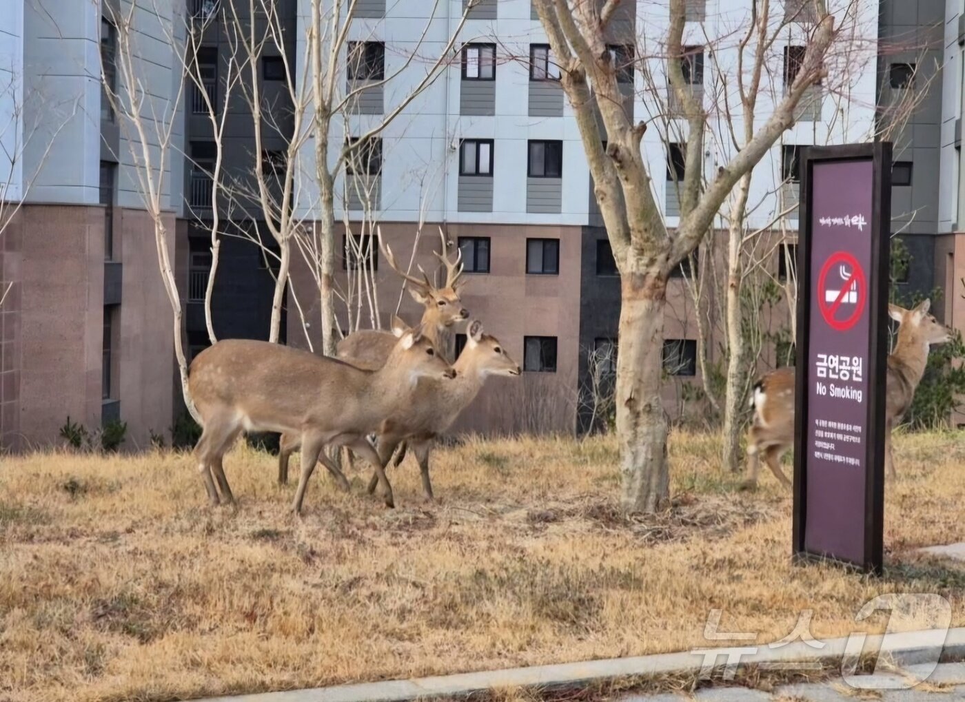 본문 이미지 - 전남 순천의 한 아파트단지에 출몰한 사슴떼. 뉴스1 DB