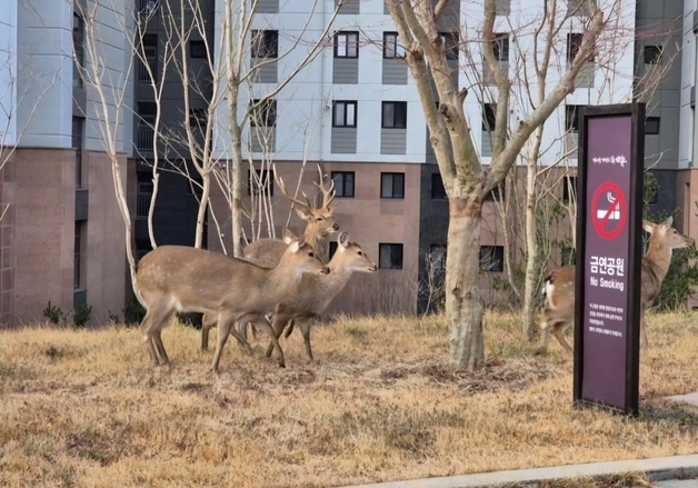 "'농장 탈출' 사슴 5마리 산으로"…농장주 요청에 수색 중단