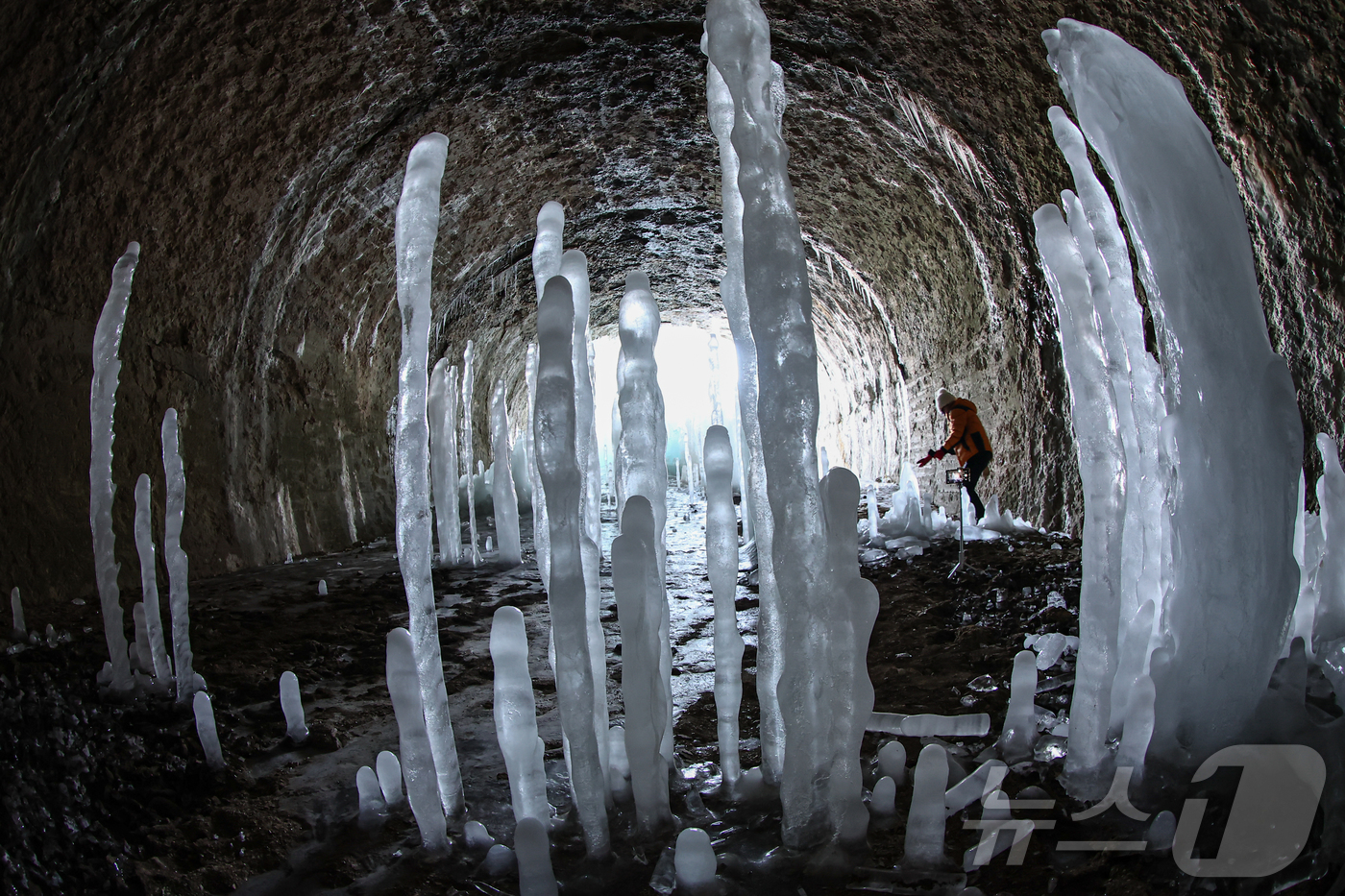 (연천=뉴스1) 김도우 기자 = 전국 대부분 지역에 한파경보가 내려진 4일 경기 연천군 신서면 경원선 폐터널에 역고드름이 솟아올라 장관을 펼치고 있다. 2025.2.4/뉴스1