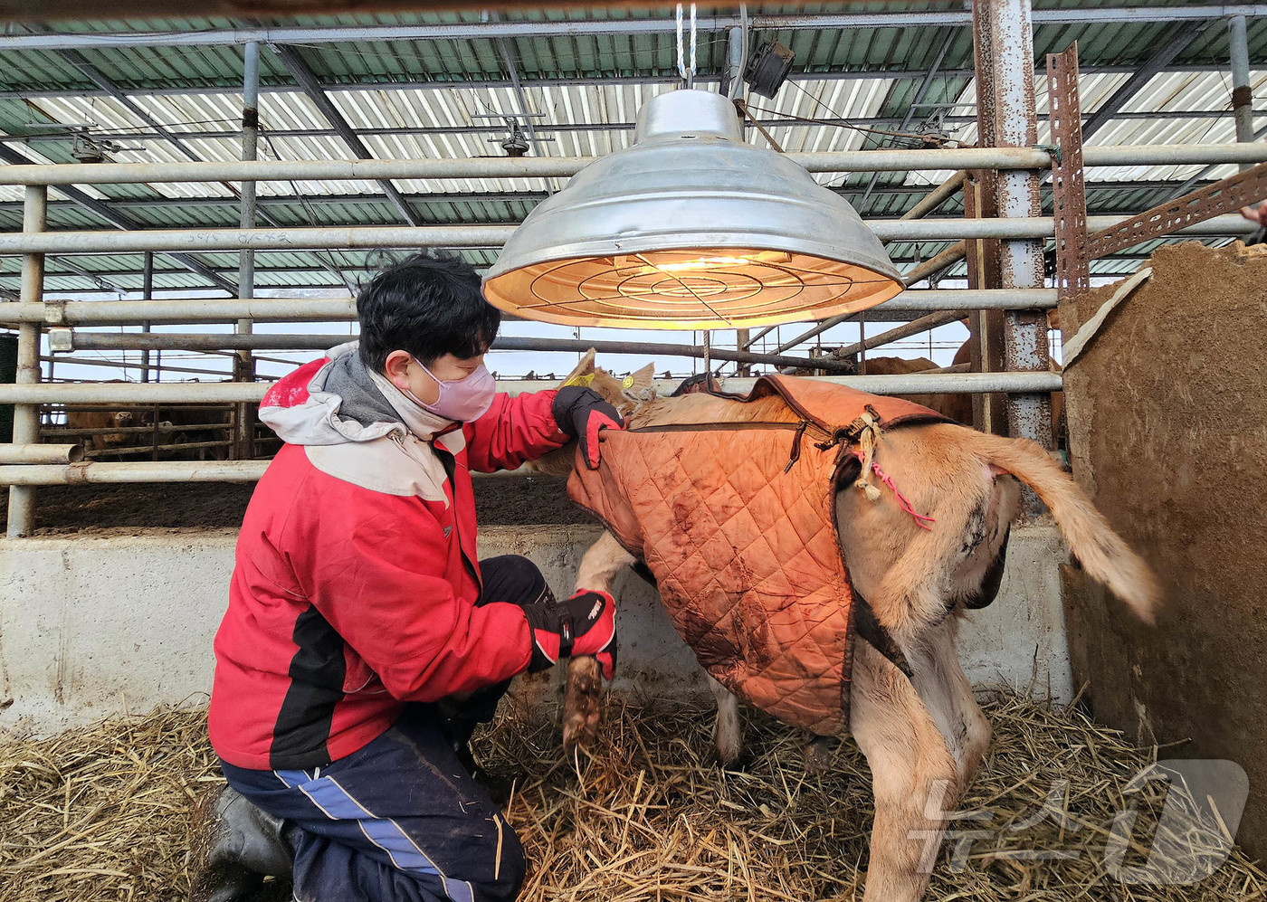 (광주=뉴스1) 박지현 기자 = 한파 특보가 내려진 4일 광주 북구 망월동의 한 축사에서 농장주가 송아지가 입은 방한복의 끈을 동여매고 있다.(광주 북구 제공)2025.2.4/뉴스 …
