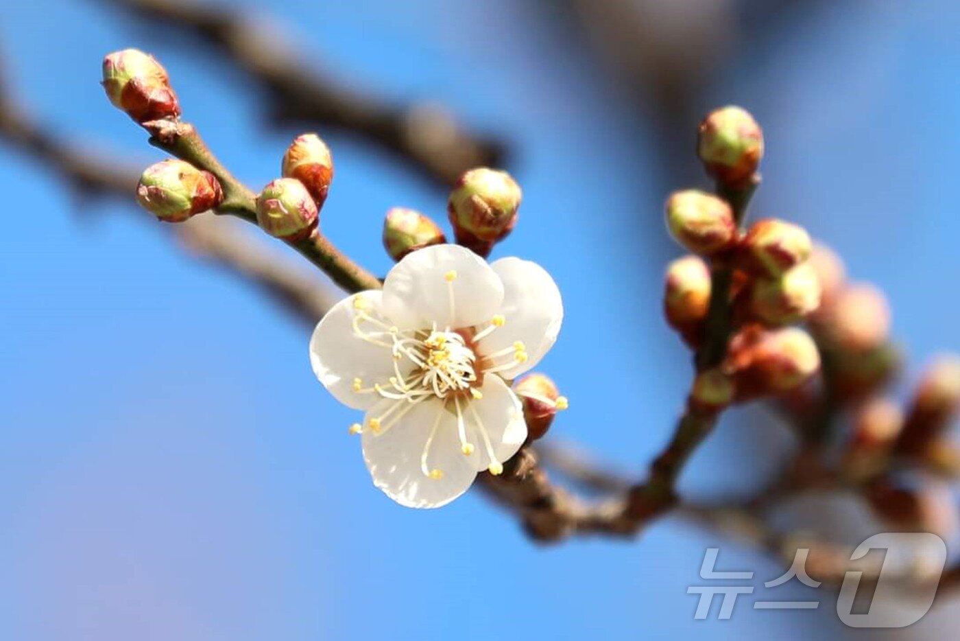 본문 이미지 - 광양시 다압면 섬진강변 '소학정' 매화가 꽃망을 터뜨렸다.(광양시 제공)2025.2.5/ 