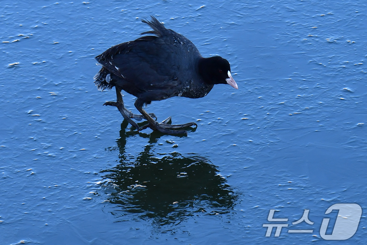 (포항=뉴스1) 최창호 기자 = 6일 경북 포항시 남구 연일읍 유강리 형산강에서 물닭 한마리가 빙판위를 걸어다니고 있다. 2025.2.6/뉴스1