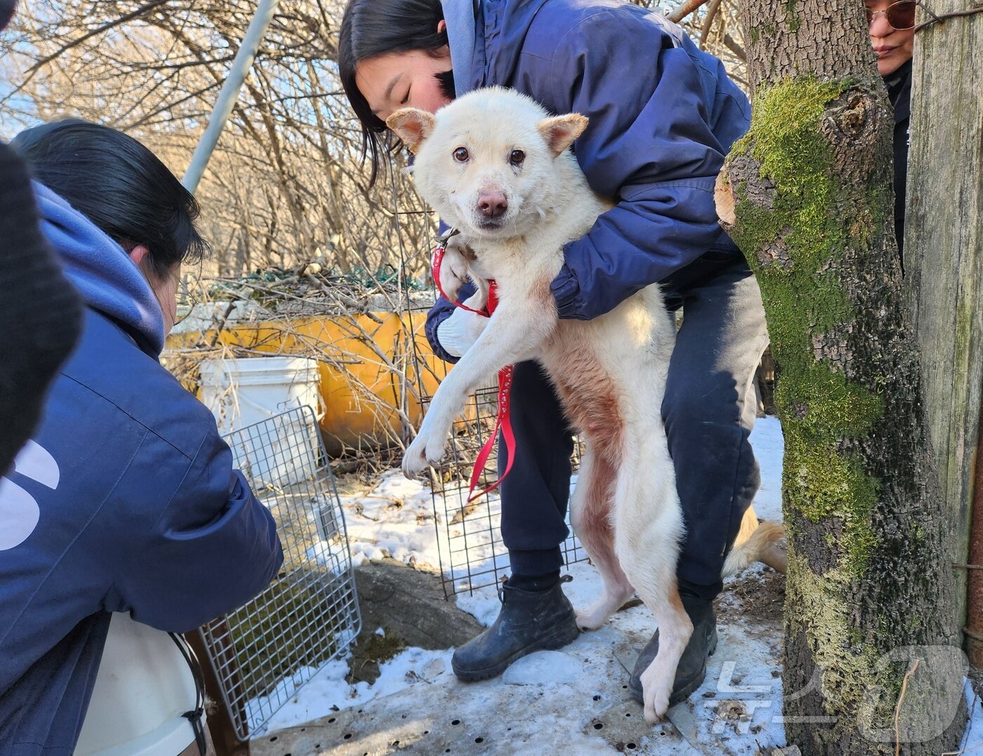 본문 이미지 - 서울 강남구 개포동에 위치한 개농장에서 동물보호 활동가들이 개를 구조하고 있다. ⓒ 뉴스1 한송아 기자