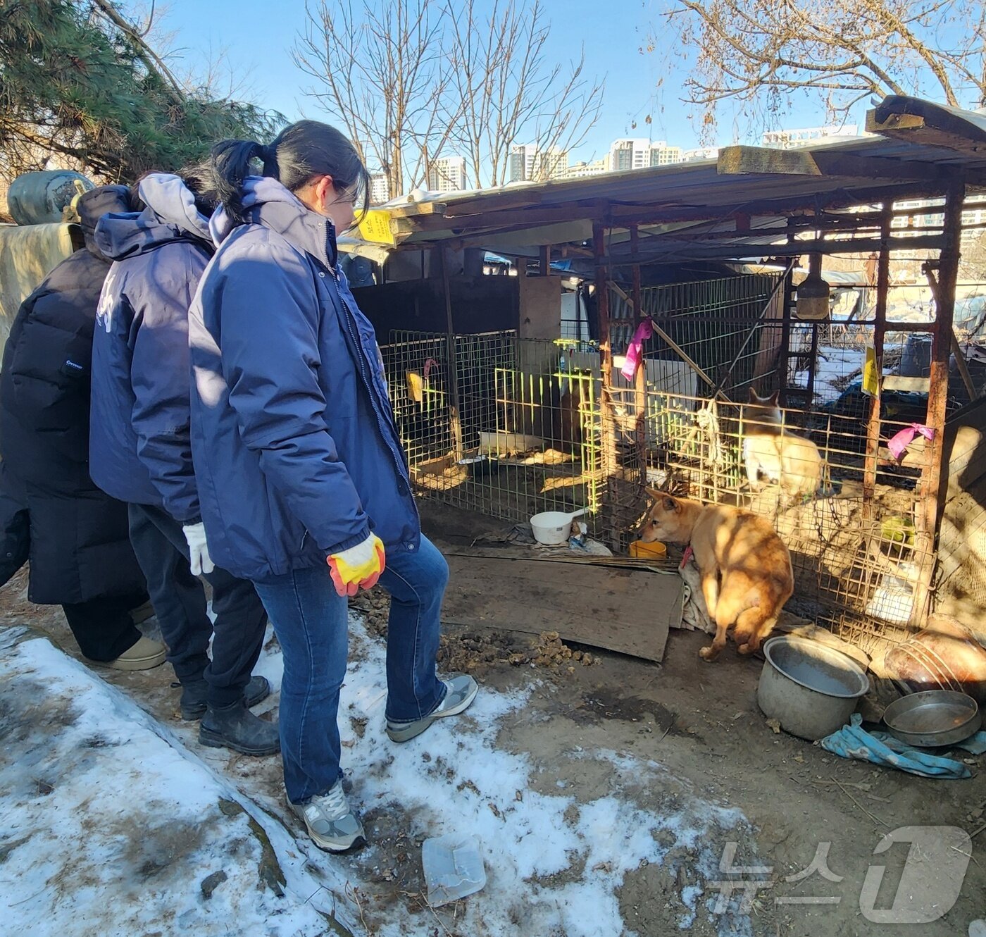 본문 이미지 - 개들을 구조하기 위해 모인 봉사자와 동물단체 활동가들이 개들을 바라보고 있다. ⓒ 뉴스1 한송아 기자