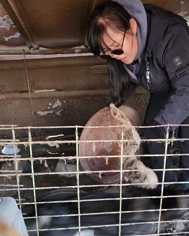 본문 이미지 - 김복희 코리안독스 대표가 견사 내에서 백골이 된 사체를 발견하고 놀라고 있다. ⓒ 뉴스1 한송아 기자
