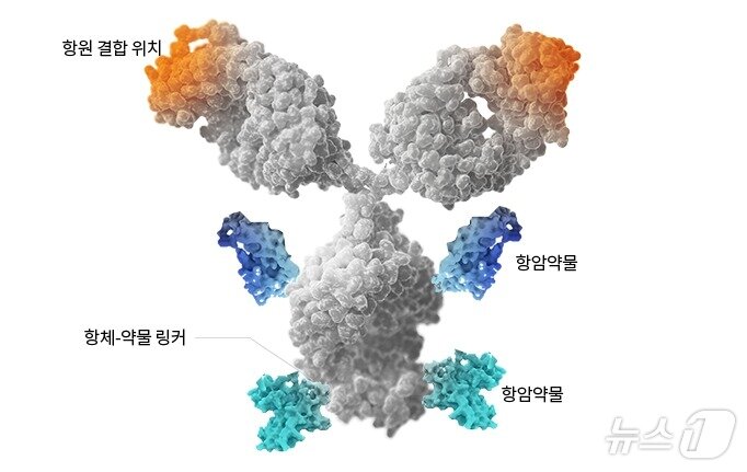 본문 이미지 - 항체약물접합체(ADC) 구조.(셀트리온 제공)/뉴스1