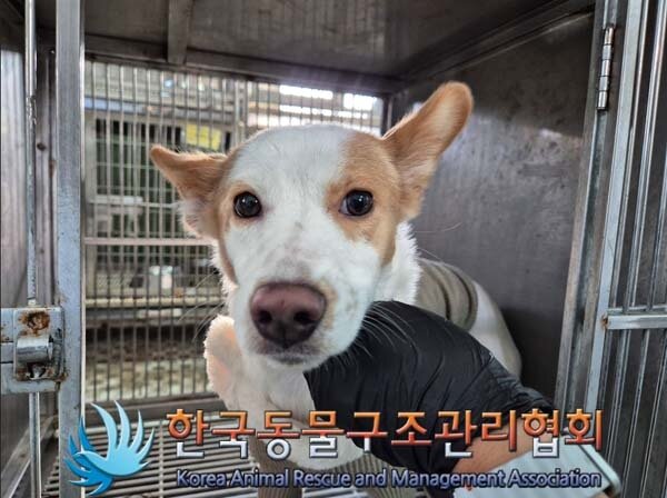 본문 이미지 - 구조 당시 꽃순이의 모습 &#40;사진 동물보호관리시스템&#41; ⓒ 뉴스1