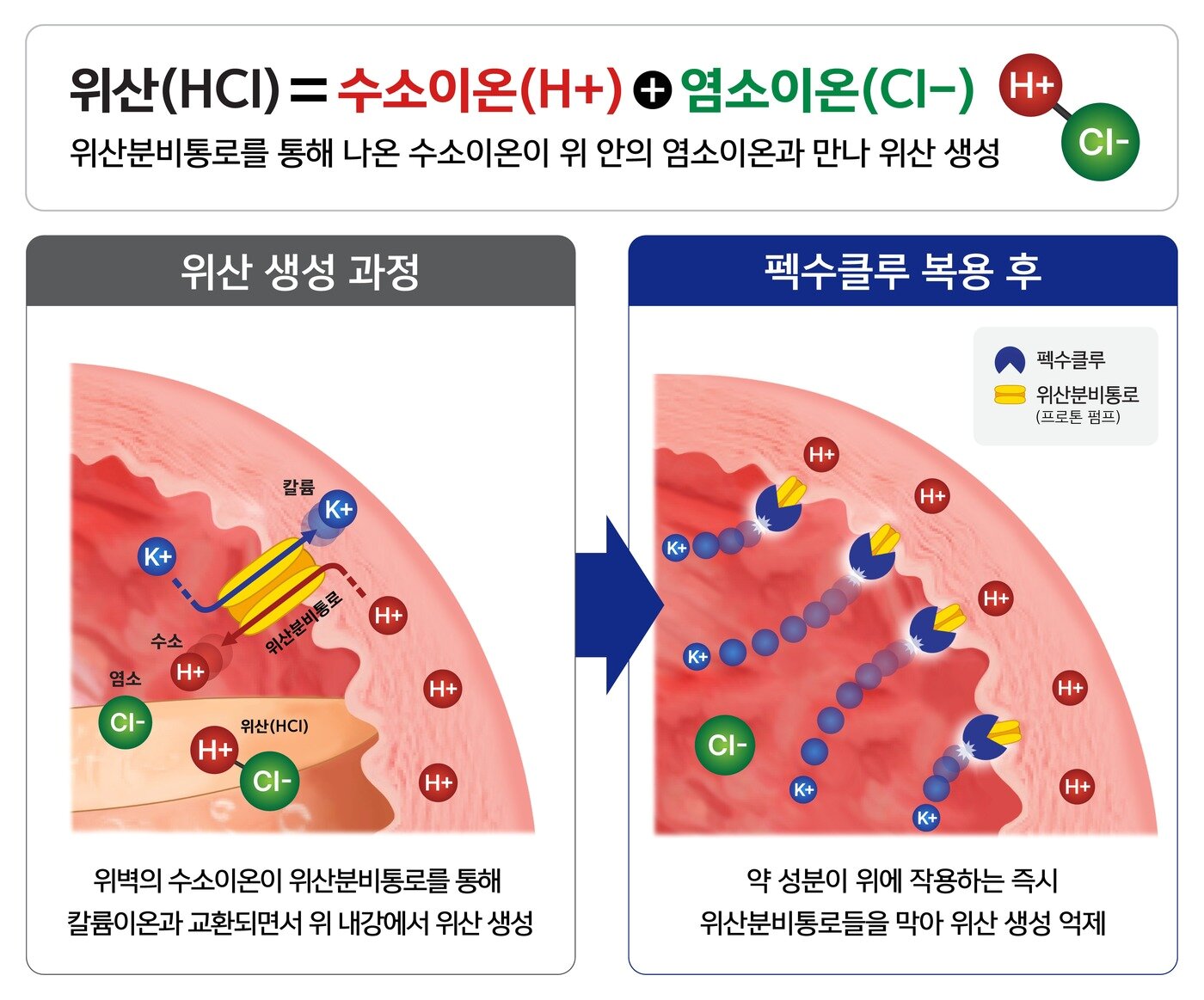 본문 이미지 - 펙수클루 작용기전 모식도.&#40;대웅제약 제공&#41;/뉴스1