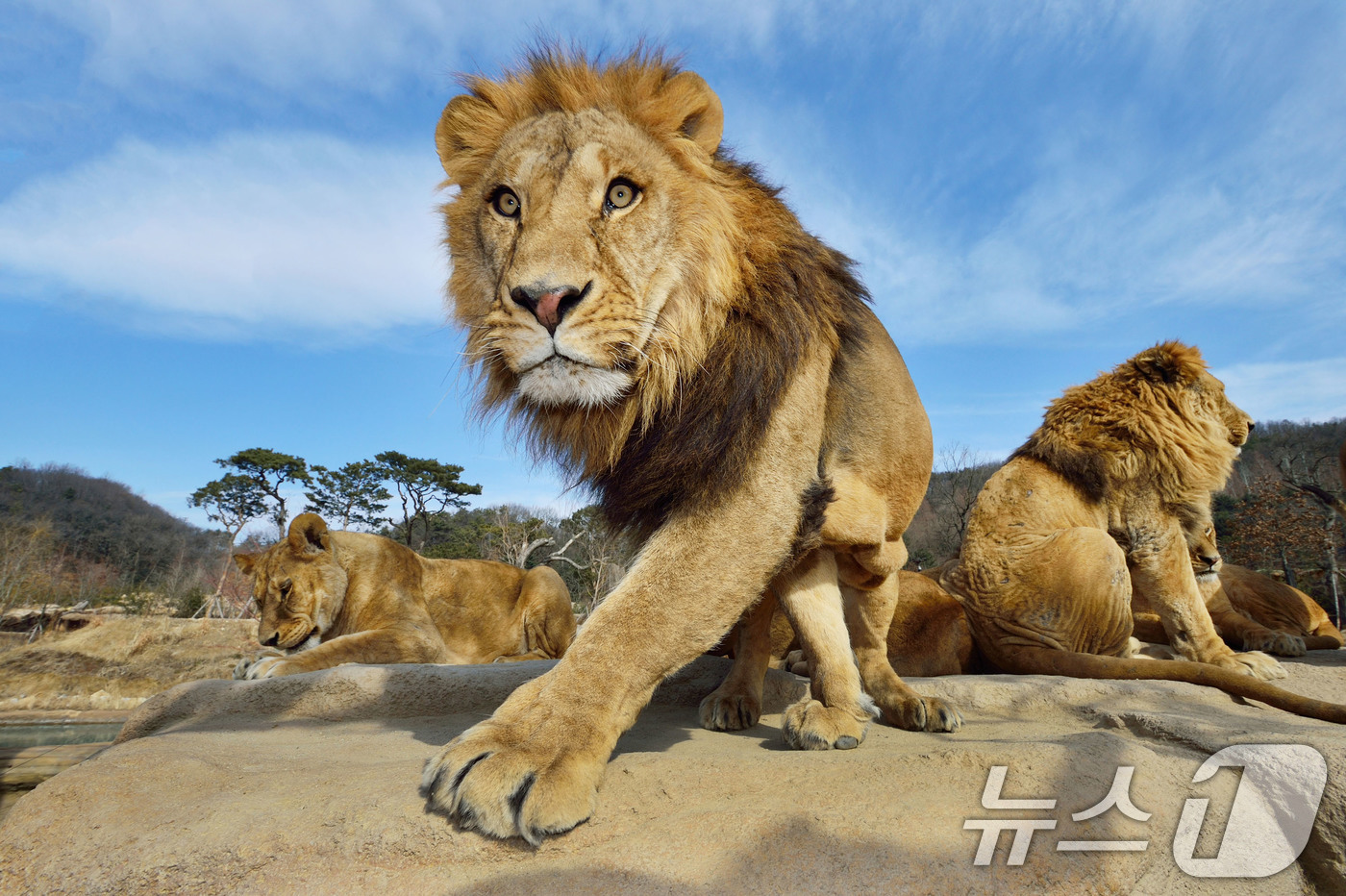 (서울=뉴스1) = 에버랜드가 오는 21일부터 새로운 사파리 도보 탐험 프로그램'리버 트레일 어드벤처(River Trail Adventure)'를 오픈한다고 10일 밝혔다.리버 트 …