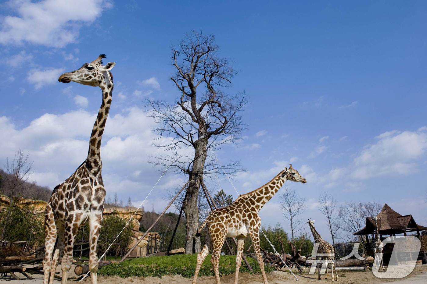 (서울=뉴스1) = 에버랜드가 오는 21일부터 새로운 사파리 도보 탐험 프로그램'리버 트레일 어드벤처(River Trail Adventure)'를 오픈한다고 10일 밝혔다.리버 트 …