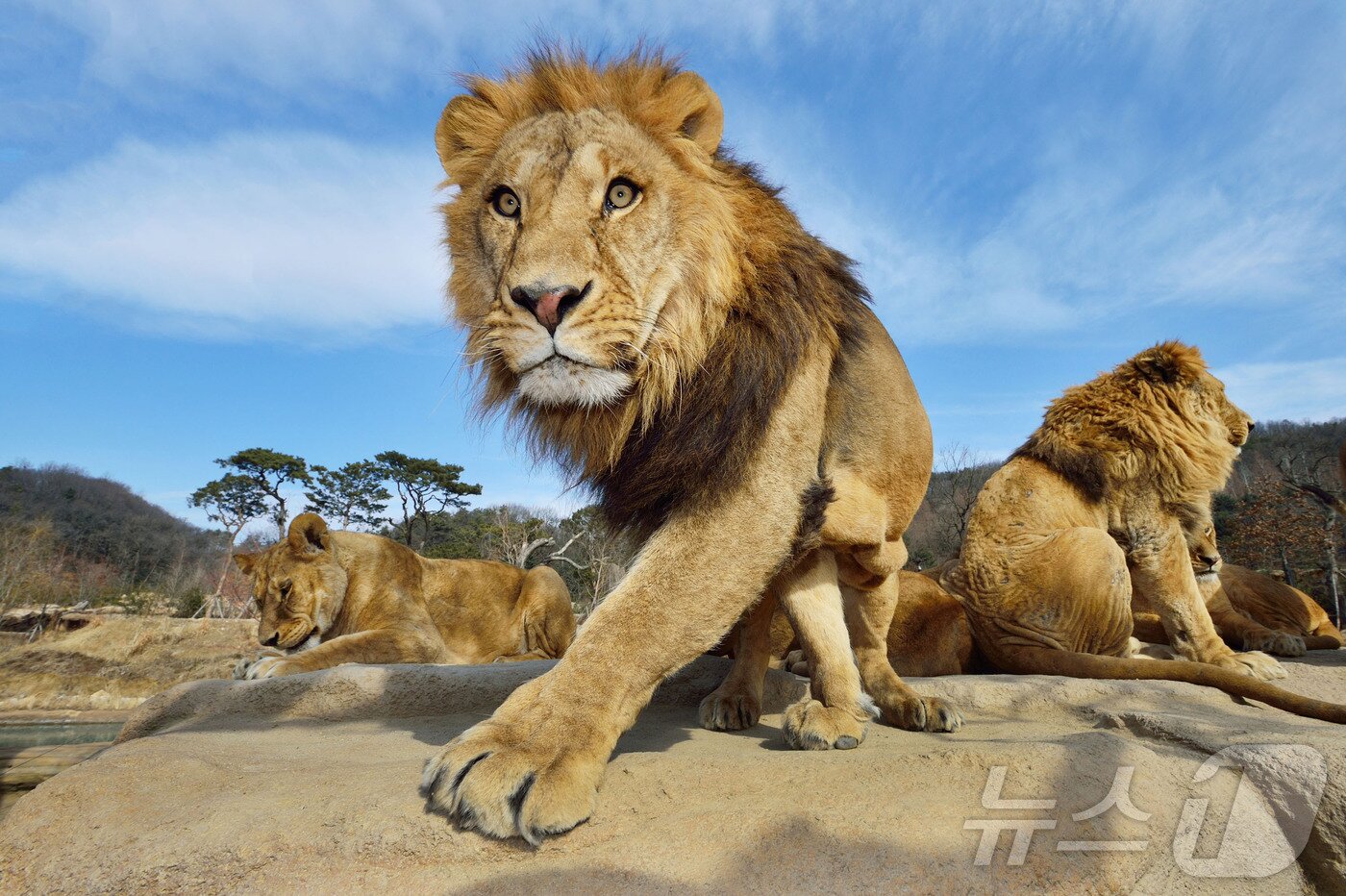 본문 이미지 - 에버랜드 사파리월드의 사자.(에버랜드 제공)