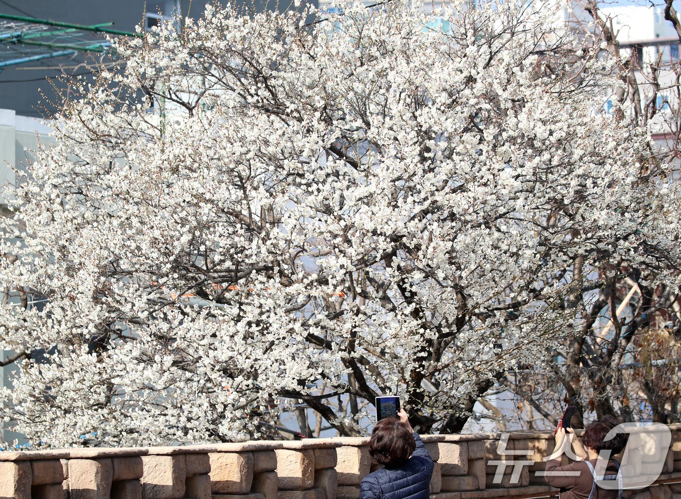 본문 이미지 - 완연한 봄 날씨를 보인 10일 부산 수영구 한 주택가에서 시민들이 활짝 핀 매화꽃을 감상하며 봄기운을 즐기고 있다. 2025.3.10/뉴스1 ⓒ News1 윤일지 기자