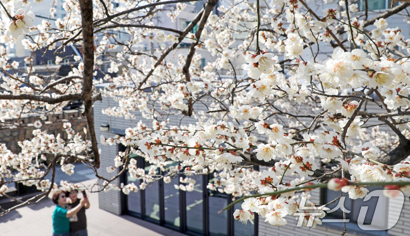 본문 이미지 - 완연한 봄 날씨를 보인 10일 부산 수영구 한 주택가에서 시민들이 활짝 핀 매화꽃을 감상하며 봄기운을 즐기고 있다. 2025.3.10/뉴스1 ⓒ News1 윤일지 기자