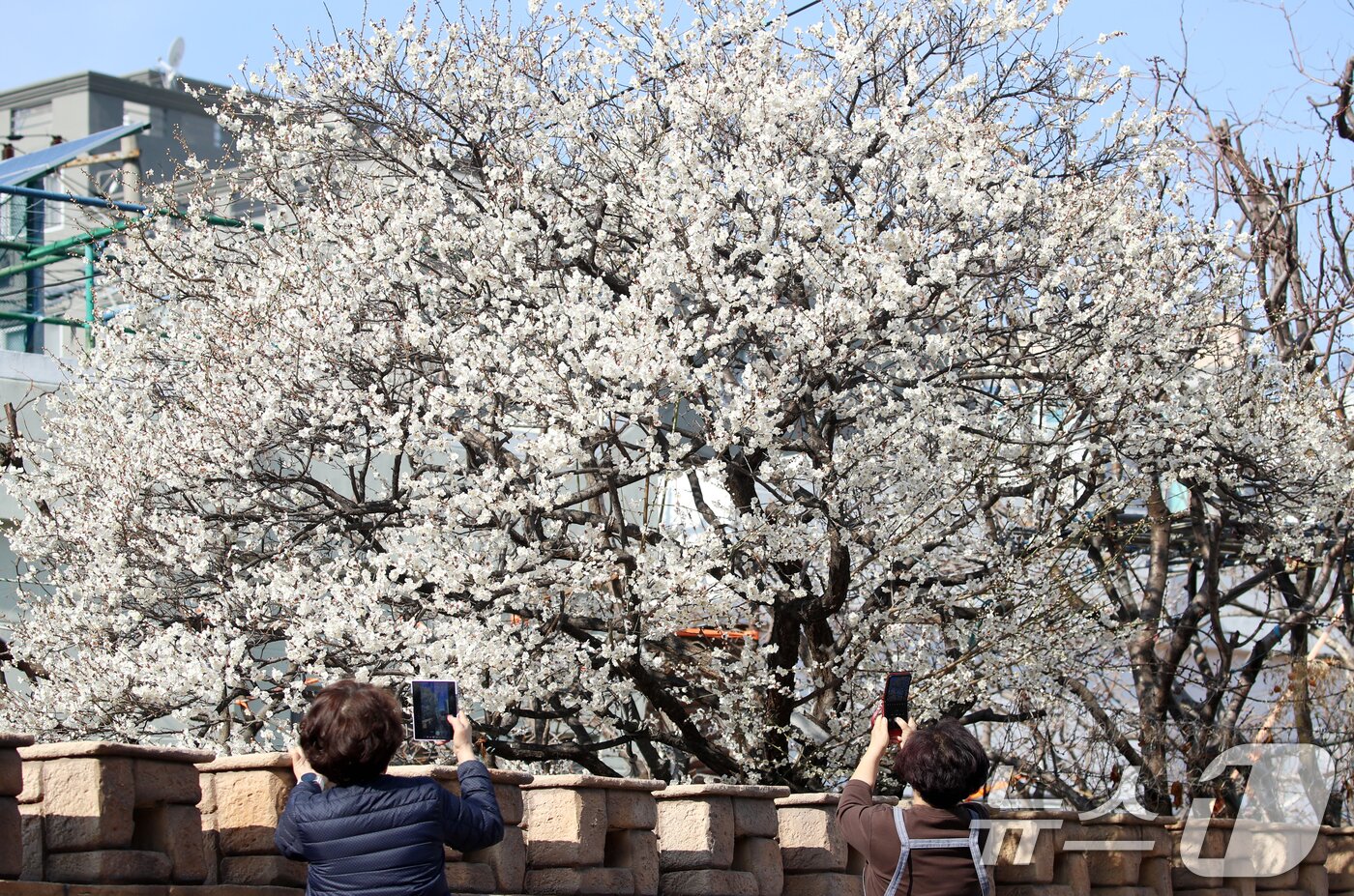 본문 이미지 - 완연한 봄 날씨를 보인 10일 부산 수영구 한 주택가에서 시민들이 활짝 핀 매화꽃을 감상하며 봄기운을 즐기고 있다. 2025.3.10/뉴스1 ⓒ News1 윤일지 기자