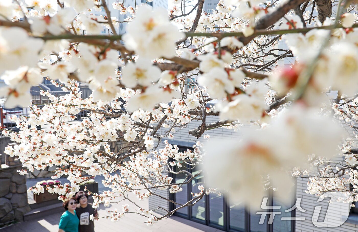 본문 이미지 - 완연한 봄 날씨를 보인 10일 부산 수영구 한 주택가에서 시민들이 활짝 핀 매화꽃을 감상하며 봄기운을 즐기고 있다. 2025.3.10/뉴스1 ⓒ News1 윤일지 기자